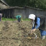 Лукашенко допрацювався до картопляної кризи у Білорусі - ЗМІ