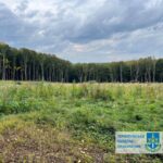 Шкода на 57 млн: на Тернопільщині незаконно вирубали понад 6000 дерев
