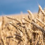 У Мінагрополітики знизили прогноз врожаю зернових на 5%