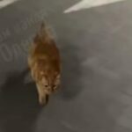 В Одесі кіт вивчив дорогу до укриття